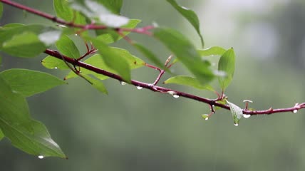 下雨雨滴树叶特写