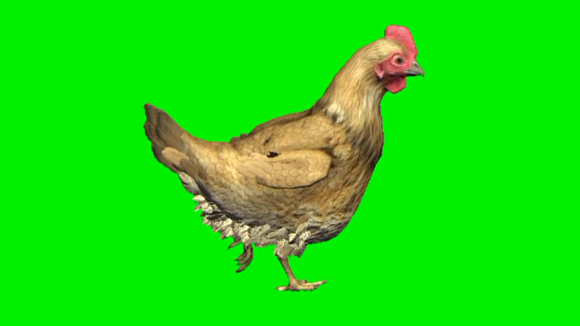 母鸡绿幕视频素材
