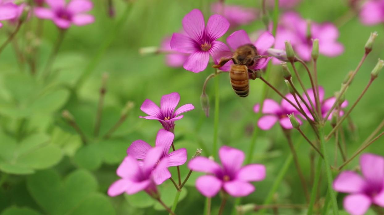 蜜蜂采蜜特写实拍