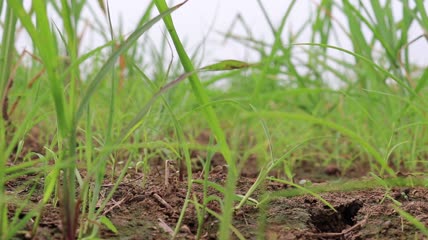 农作物干旱特写实拍