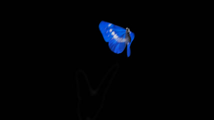 蝴蝶带通道黑色背景视频素材