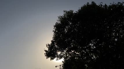 唯美树梢阳光视频素材