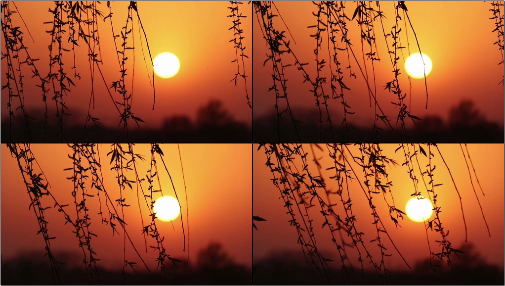 夕阳柳树落日黄昏视频素材