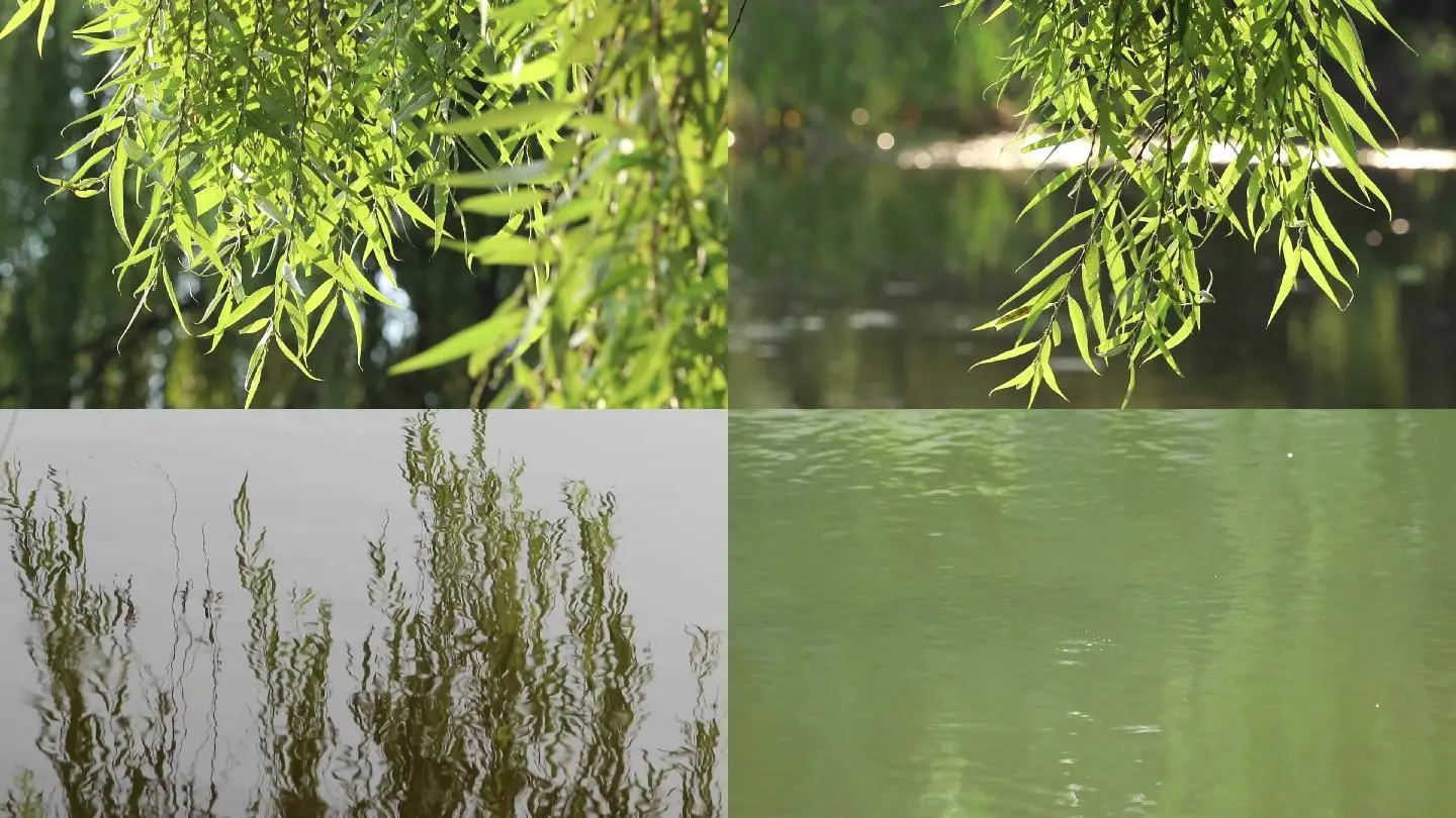 水边柳树、宁静清晨