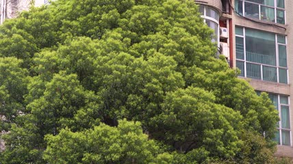 小区楼房特写空镜