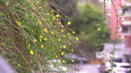 路边花朵特写空镜