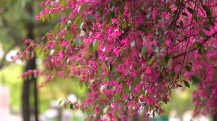 红色花朵镜头空镜