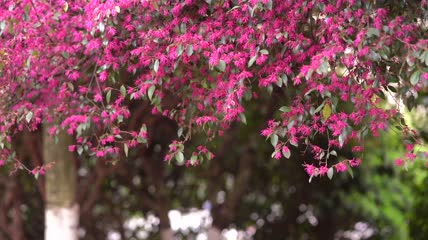 红色花朵镜头空镜