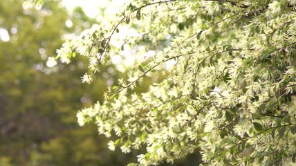 花朵开满枝头空镜