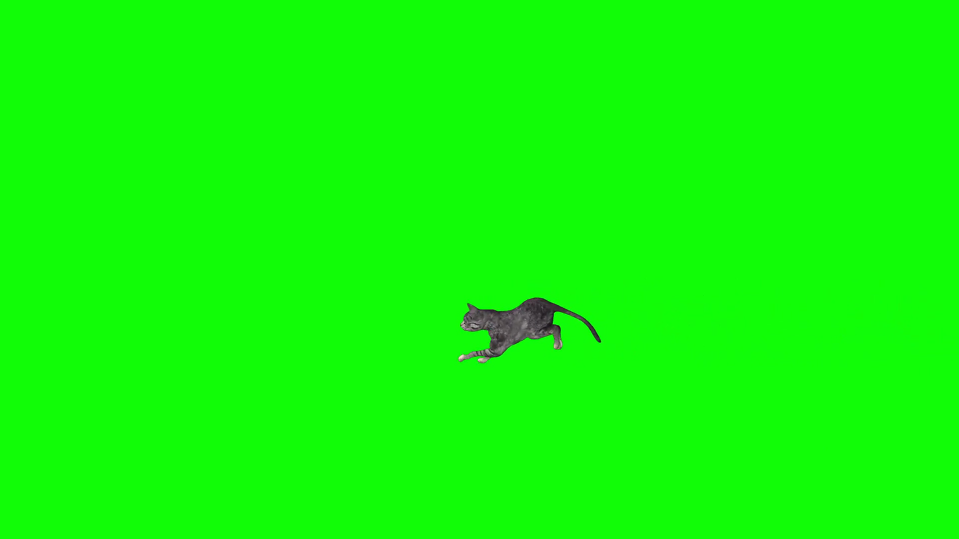 绿幕视频素材猫咪
