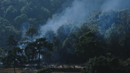 4k实拍森林防火素材