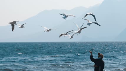 4k实拍海鸥空中飞翔