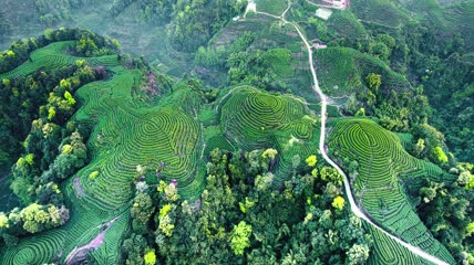 4k航拍清晨大地指纹茶园茶山茶坡