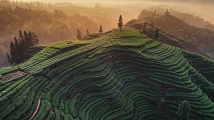 4k航拍大地指纹茶园茶山日出2