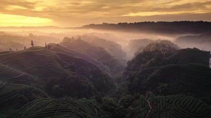 4k航拍大地指纹茶园茶山日出
