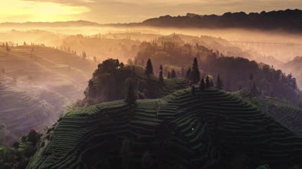 4k航拍日出下的大地指纹茶园茶山