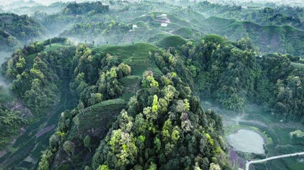 4k航拍清晨螺纹大地茶园茶山