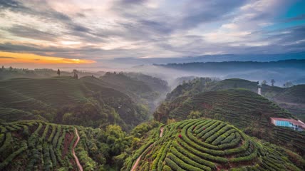 8k延时茶园茶山日出