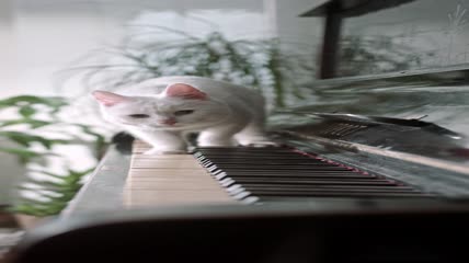 猫咪在钢琴上走
