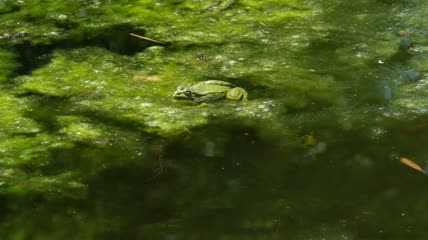 青蛙实拍
