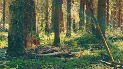 森林实拍