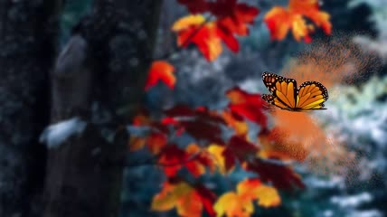 蝴蝶背景视频