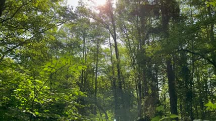 森林阳光