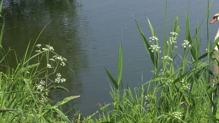 河边的花