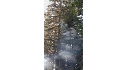 树木雾气