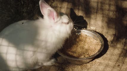 兔子吃东西视频素材