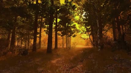 森林中秋天的美丽景色视频