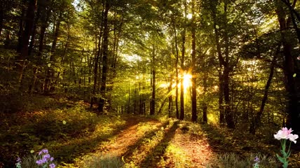 森林秋天美丽景色视频