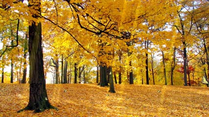 蝴蝶飞舞森林中秋天的美丽景色视频