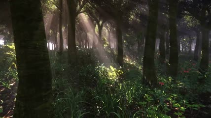 森林风景视频素材