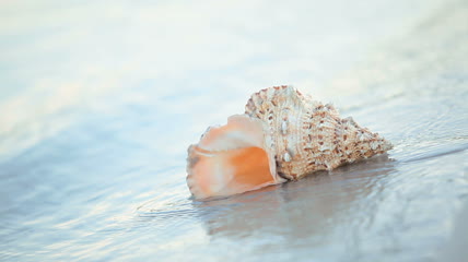 海滩贝壳