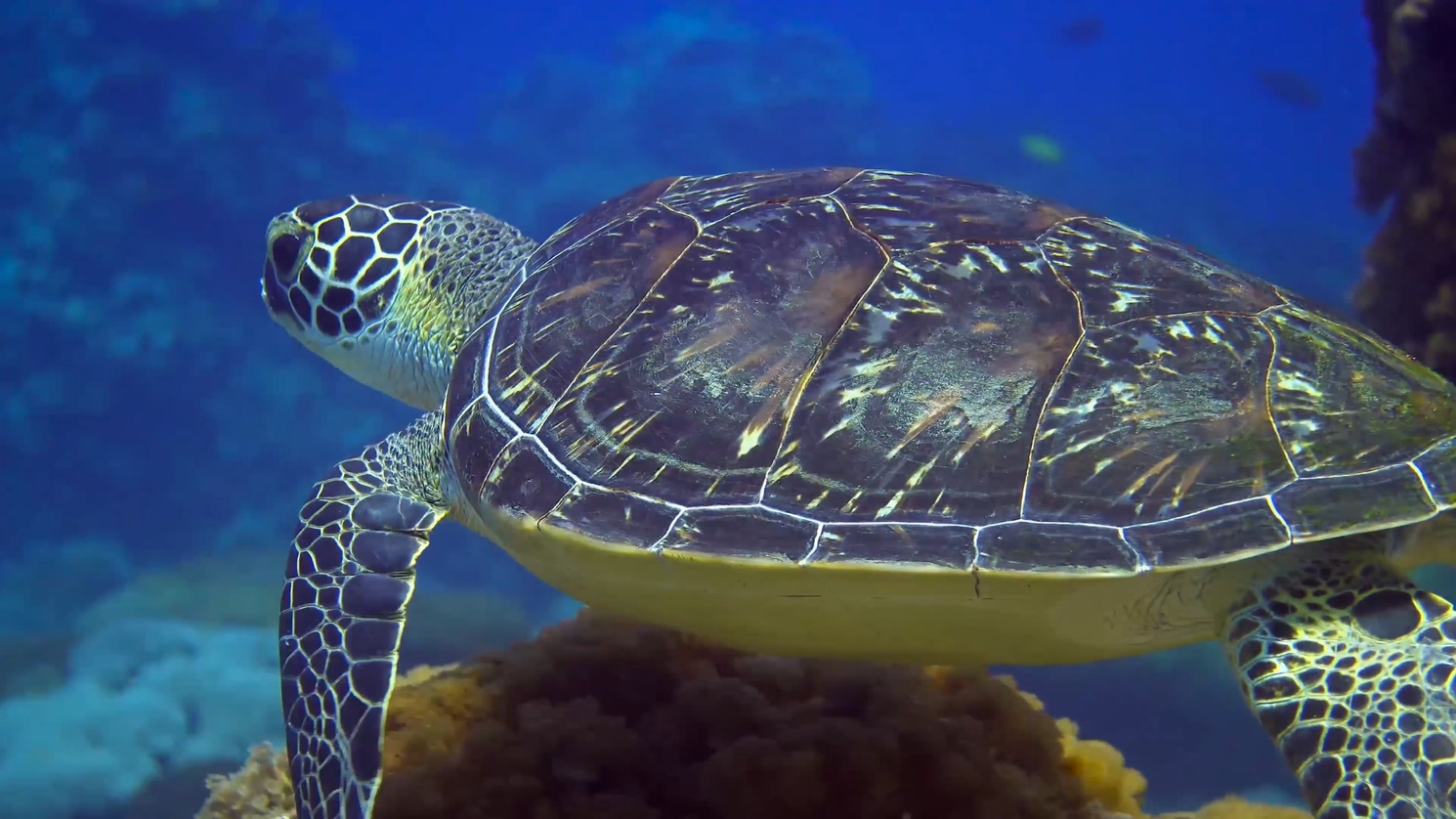 台湾水域海洋生命生物视频