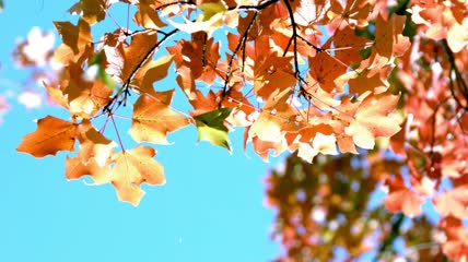 秋天的树叶高清实拍素材