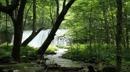 唯美森林绿色山涧小溪水