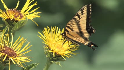 蝴蝶采花粉视频素材