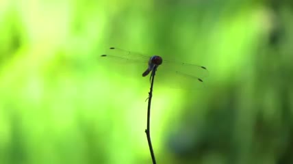 蜻蜓停落枝头视频素材