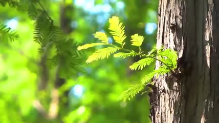 树干发芽植物实拍视频