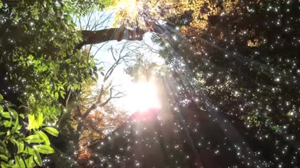 阳光穿透枝叶仰视视频