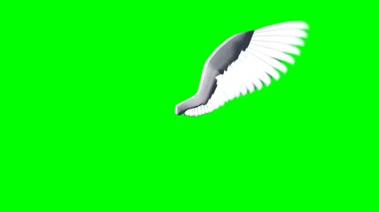 飞翔的白色翅膀绿屏抠像素材