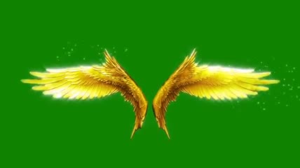 拍打的翅膀绿屏抠像素材
