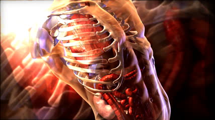 人体骨骼及内部构造展示视频