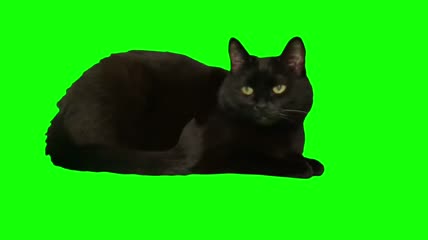 团卧的黑猫绿屏素材
