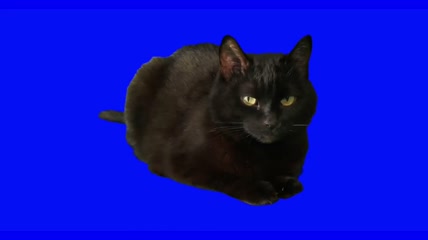 团卧的黑猫蓝屏素材