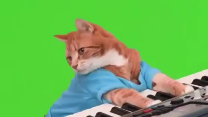 高清猫咪弹琴绿屏素材