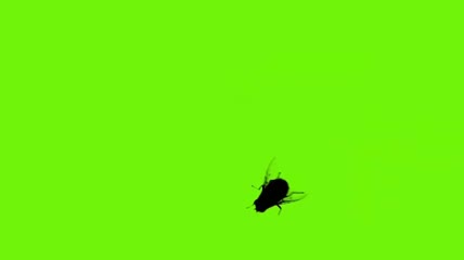 苍蝇爬行搓手绿屏素材