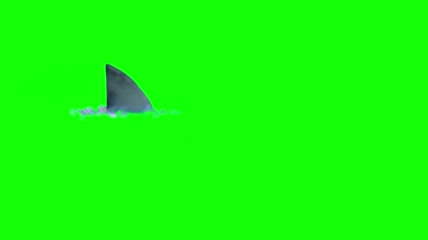 绿屏高清鲨鱼海面游过动画素材